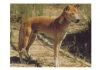 wa-dingo.jpg